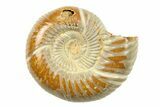 1" Polished Perisphinctes Ammonite Fossils - Madagascar - Photo 4